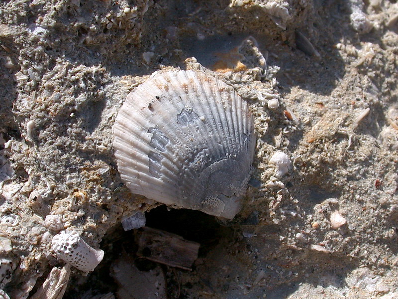 Fossili corsi